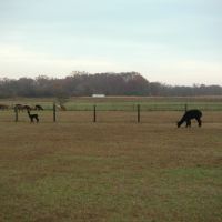 PICT0035.JPG